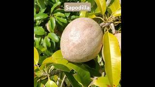 Sweetest Sapodilla Fruit ytshorts youtubeshorts youtube [upl. by Htbazile]