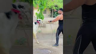 Arif Prince new Vedio Tiktok Bodyguard arifprince7 fitness youtubeshorts arifprincelifestyle [upl. by Irotal490]