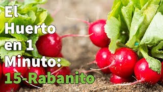 Como Plantar Rabanitos Paso a Paso con Éxito 👩‍🌾👨‍🌾 Huerto Urbano en 1 minuto [upl. by Idette]