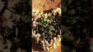 Incredibly Rare Wreath Flowers Wow Tourists in Australia 20240921 [upl. by Rondi]