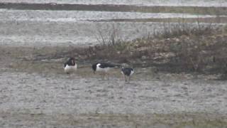 Oystercatchers Displaying [upl. by Miarfe]