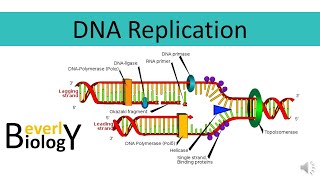 DNA replication [upl. by Eeloj]