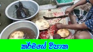 බියකරු සසර  කර්මය  Sasara biya [upl. by Ganley842]