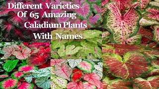 Caladium varieties with their names Gabi  Gabi Plantcaladium [upl. by Hoenack]