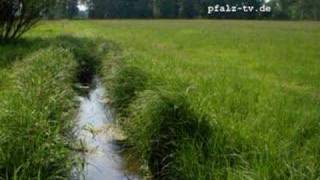 Hör Bilder  Naturgeräusche  Grillen zirpen auf einer Wiese  Sounds of Nature [upl. by Ecydnarb]