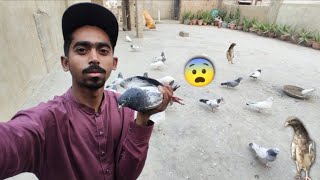 Bohat Din Bad Baby Pigeon Bahir Khola Urr Gea😨  Kuch Good News Or Kuch BadNews😉 itspigeonlover [upl. by Ennayehc]