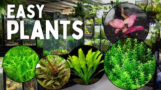 These 12 Aquarium Plants are the Easiest to Grow [upl. by Modnarb]