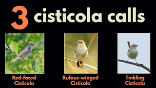 3 CISTICOLA CALLS  part 4 Redfaced Cisticola Rufouswinged Cisticola and Tinkling Cisticola [upl. by Preston]