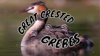 Great Crested Grebe Podiceps cristatus with Chicks [upl. by Ancier]