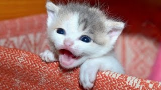 Kittens Meowing  A Cats Meowing Compilation  NEW HD [upl. by Avon230]