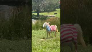 Red white and blue countrymusic music cover song horses horse equestrianriding equestrian [upl. by Steele574]