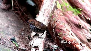 鱗胸鷦鷯  Taiwan Wren Babbler [upl. by Odanref]