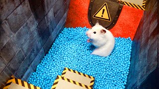 Rainbow Pool Maze for Hamster [upl. by Ybreh]