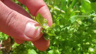 The Weed Every Garden Should Have Plant Profile Chickweed [upl. by Nnaid]