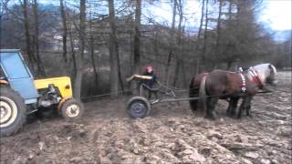 Konie zimnokrwiste pracują  Horse pulling [upl. by Chris]