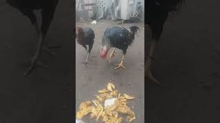 Seal Murga Feeding Time chicken birds hen [upl. by Casandra501]