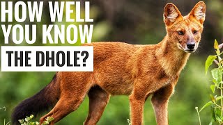 Dhole  Description Characteristics and Facts [upl. by Anirbac]