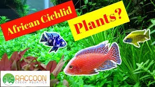 Three Plant Species for an African Cichlid Tank  Planted African Cichlid Tank [upl. by Rollie]