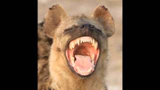 Hyena laughing [upl. by Ahseryt]