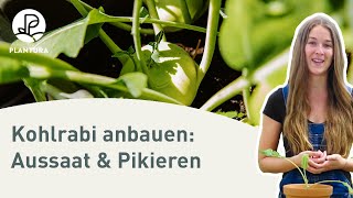 Kohlrabi anpflanzen Aussaat amp pikieren Anleitung [upl. by Barnie]