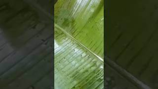 കിഴി പൊറോട്ടവാഴഇലയിൽ പൊതിഞ്ഞത് vairalvideo food keralafoodblog lideas keralafood coconut [upl. by Airdnaed719]