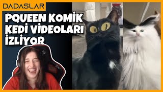 Pqueen  Aşırı Komik Kedi Videoları İzliyor [upl. by Ecnadnak]