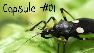 Capsule 01  Questce quun insecte [upl. by Dimo263]