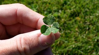 How To Get Rid of Clover in Your Lawn  FAQs On Lawn Weeds [upl. by Wager]