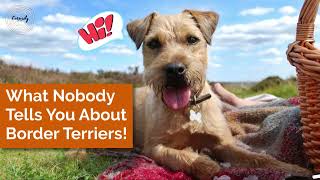 What Nobody Tells You About Border Terriers borderterrier [upl. by Mazlack]