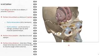 ANATOMIE FMPM LES VOIES VISUELLES [upl. by Nivram]