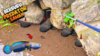 IKAN HIAS VIRAL‼️Berburu PREDATOR SAWAH Ikan CHANNA LIMBATA [upl. by Horwitz]