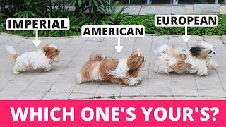 8 Types of Shih Tzu and How to Identify Them [upl. by Avilla]