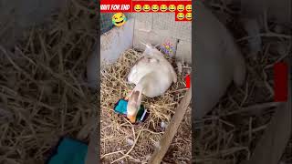 ratanya ki comedy 🤣🤣funny ratan comedy surajroxbestcomedy realfoools [upl. by Garrity]