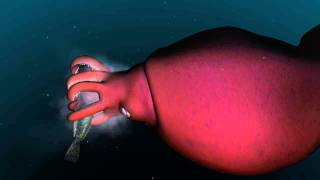 Mysterious world of the colossal squid [upl. by Nitfa]