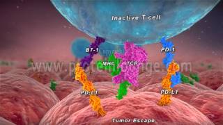 Anti–PD1PDL1 therapy of human cancer [upl. by Carbo]