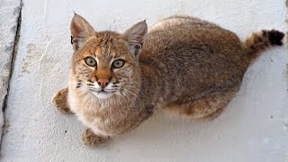 Beautiful Bobcat in our yard as our Cat runs in the house [upl. by Keary]