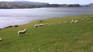 Scotland Border Collie Sheep Herding [upl. by Ettelrahc]