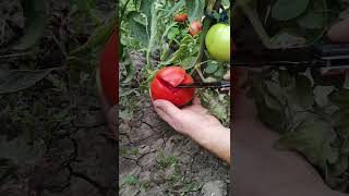 Beefsteak Tomatoes plants growing gardening growth [upl. by Enhpad]