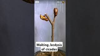 Ecdysis or molting of cicadas animals trivia [upl. by Analli]