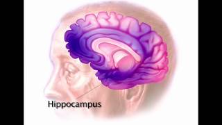 Alzheimers 101  Mayo Clinic [upl. by Orpah]