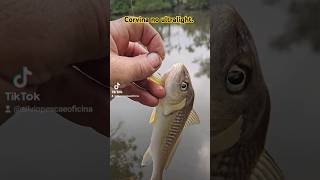 Corvina no ultralight pesca [upl. by Eillom]