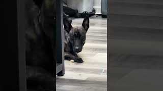 Dutch Shepherd Shows Incredible Impulse Control and Obedience  Dutch Shepherd Dog [upl. by Ratna606]