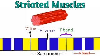 Striated Muscles  Skeletal Muscles  Pravin Bhosale [upl. by Pamelina]