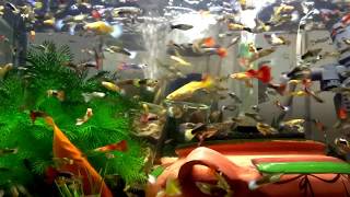 The best way to feed million guppy Guppiesfish in aquarium FISHtank [upl. by Kciredorb24]