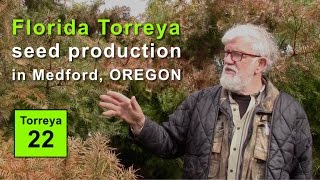 Florida Torreya Seed Production in Medford Oregon 2017 [upl. by Midis989]