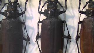 巨大カミキリ：Titan beetles amp Longhorn BeetlesMacrodontia cervicornis [upl. by Alor]