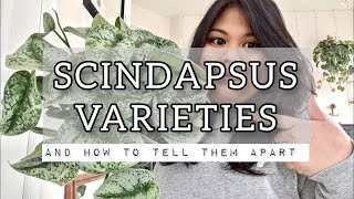 SCINDAPSUS plant varieties amp how to tell them apart scindapsus pictus treubii rares etc [upl. by Atived920]