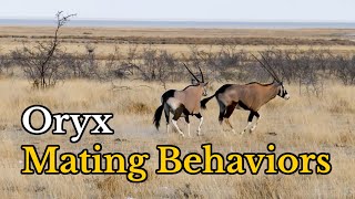 Surprising Facts about Oryx GazellasGemsboks’ Mating Behaviors [upl. by Atirahc]