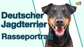 Deutscher Jagdterrier im Rasseportrait Weißt du alles über diesen Jagdhund als Hunderasse [upl. by Anhcar460]