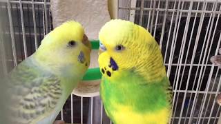 BudgieParakeet Breeding PairВолнистых попугаев [upl. by Llibyc]